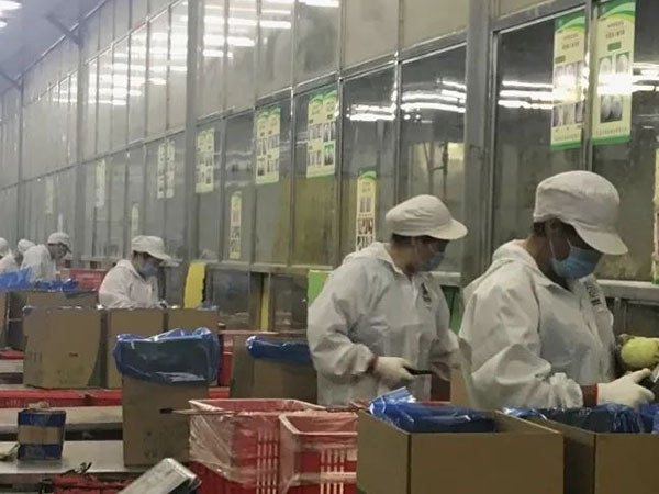 【城事】冬奧餐桌上有咱平度菜！平度企業(yè)供應(yīng)40多噸圓蔥